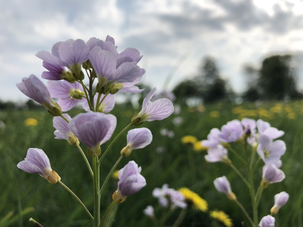 Hochwald – Pension Maßem