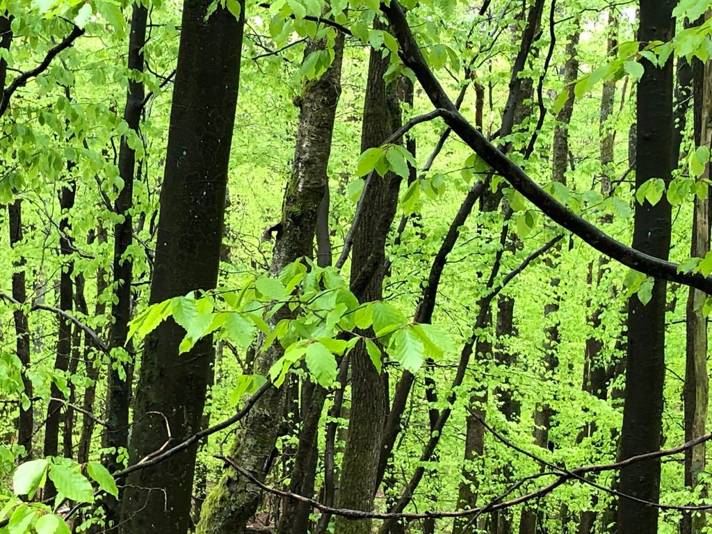 Hochwald – Pension Maßem