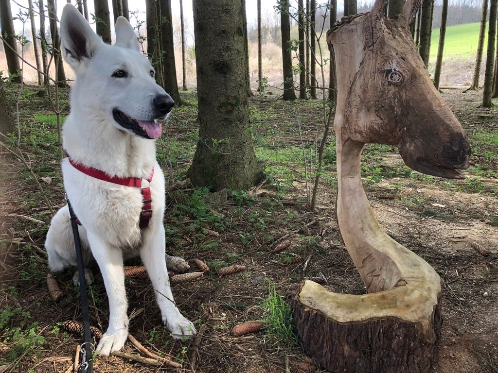 Hochwald – Pension Maßem
