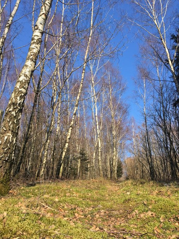Hochwald – Pension Maßem