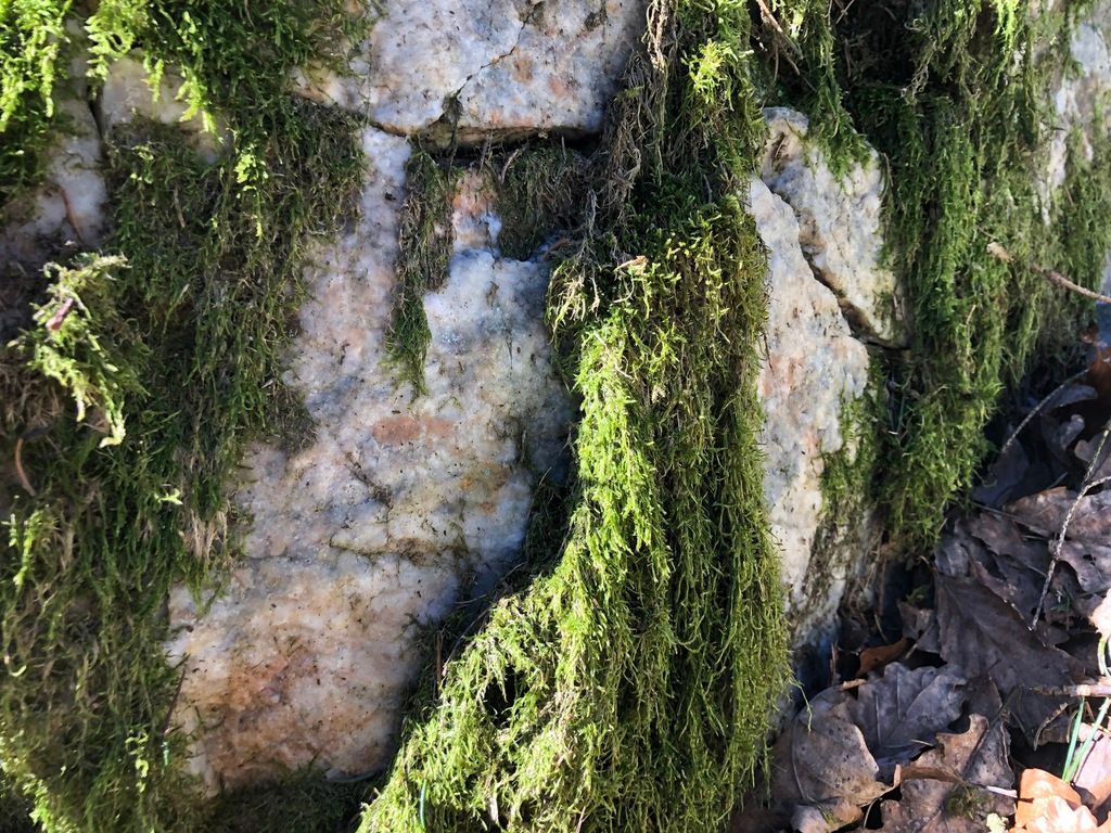 Hochwald – Pension Maßem