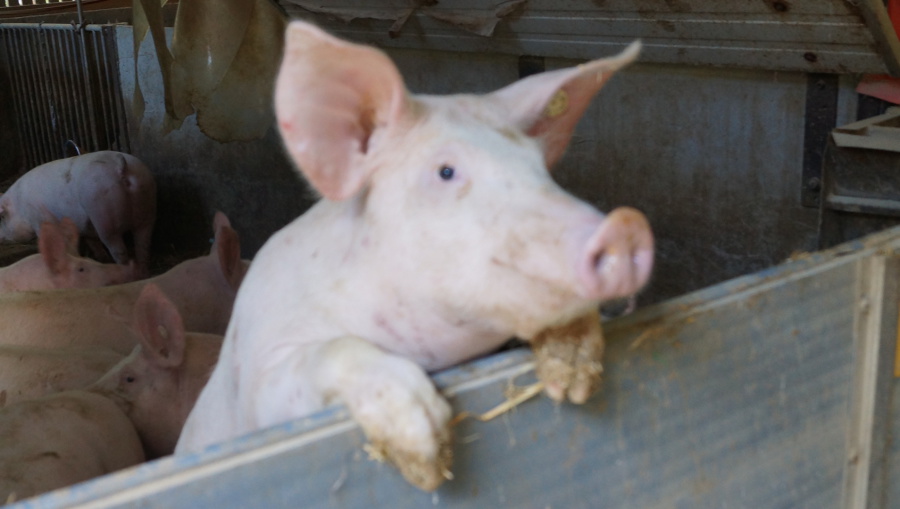 Kräuterschwein – Gasthaus Maßem