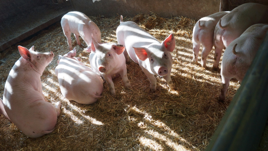 Kräuterschwein – Gasthaus Maßem